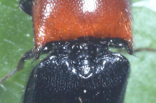 Ampedus sinuatus